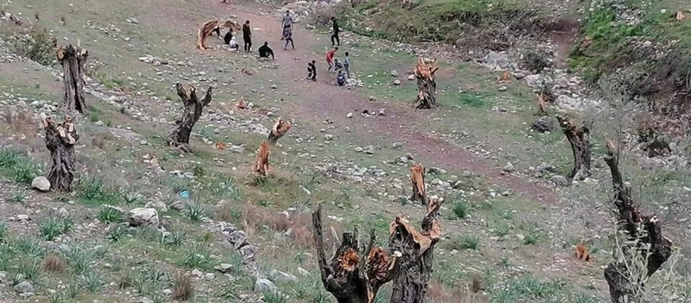 Μόρια: Χιλιάδες αιωνόβιες ελιές κομμένες από τους... «επενδυτές»